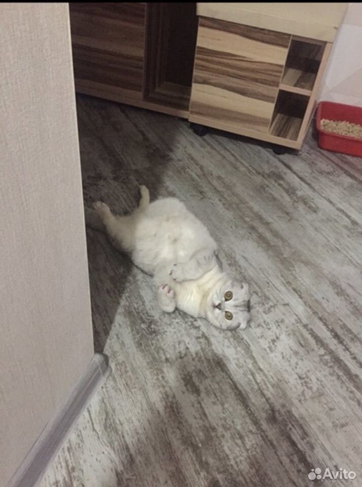 Шотландская