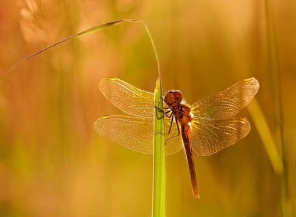 Подвеска Солнечная стрекоза (стекло)